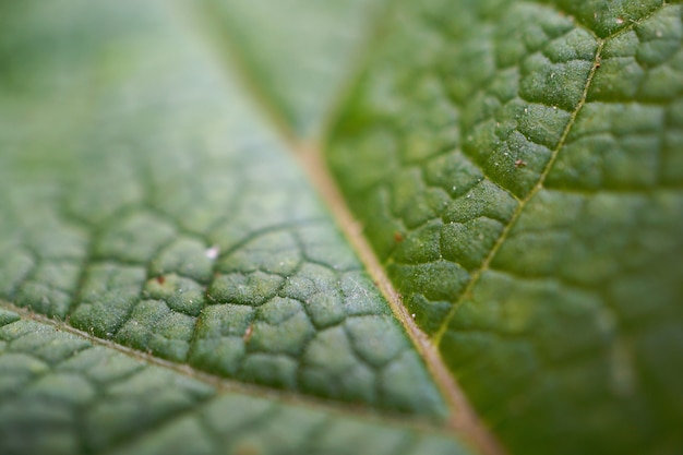 texture de feuille de plante verte abstraite