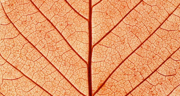 Photo la texture de la feuille rouge en automne macro photographie