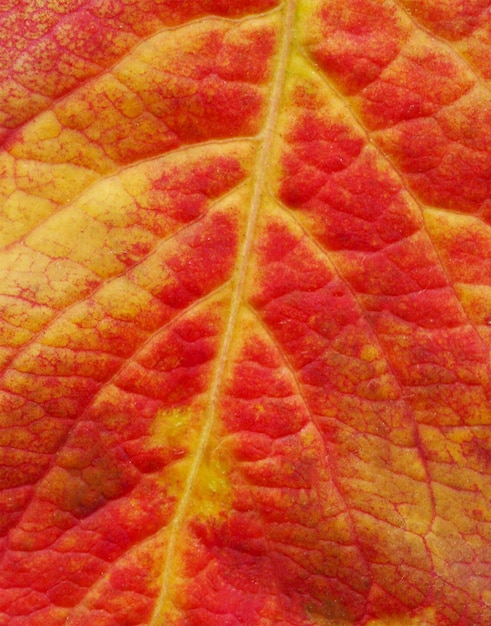 Texture de feuille rouge Idée créative minimale