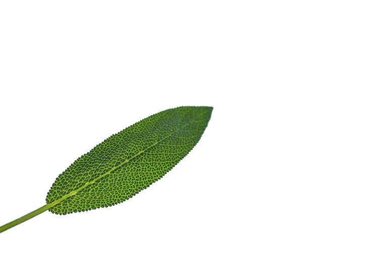 Photo texture de feuille de sauge