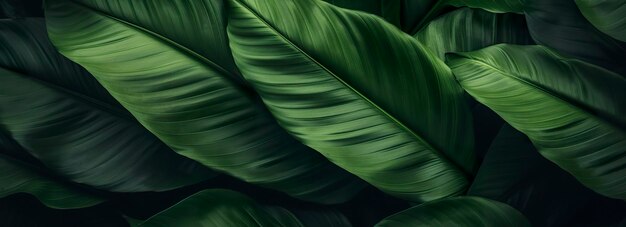 Texture de feuille verte abstraite avec fond de nature feuille tropicale IA générative