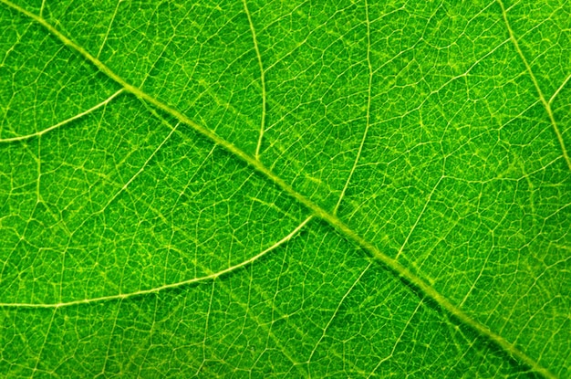 Texture de feuille verte abstraite pour le fond