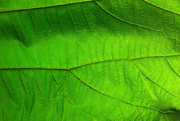 Texture de feuille verte abstraite pour le fond