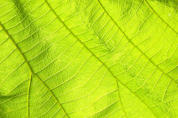 Texture de feuille verte abstraite pour le fond