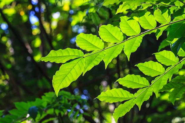 Texture de feuille verte abstraite pour le fond