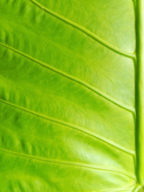 Texture de la feuille verte agrandi.