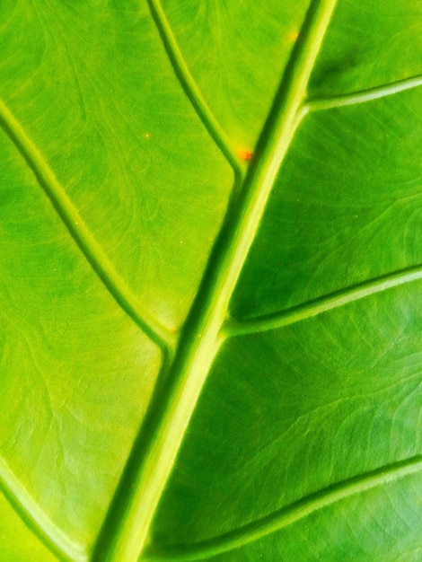 Texture de la feuille verte agrandi.