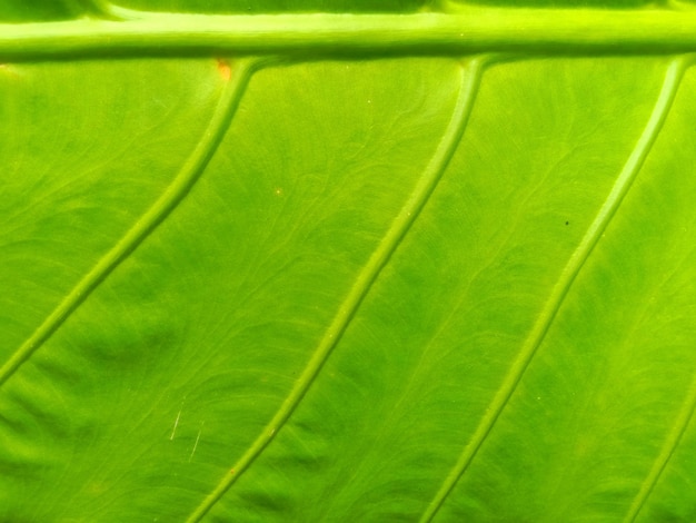 Texture de la feuille verte agrandi.