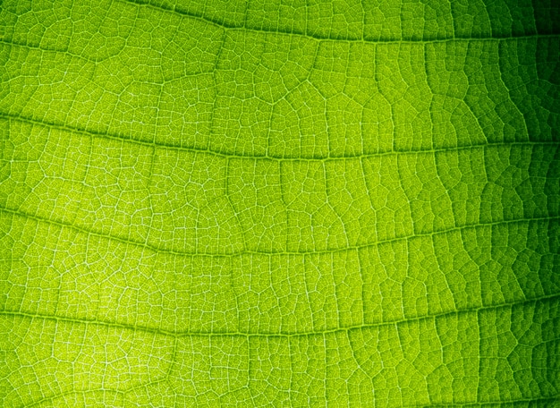 Texture feuille verte bouchent