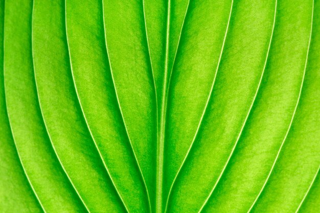 Texture d'une feuille verte comme arrière-plan