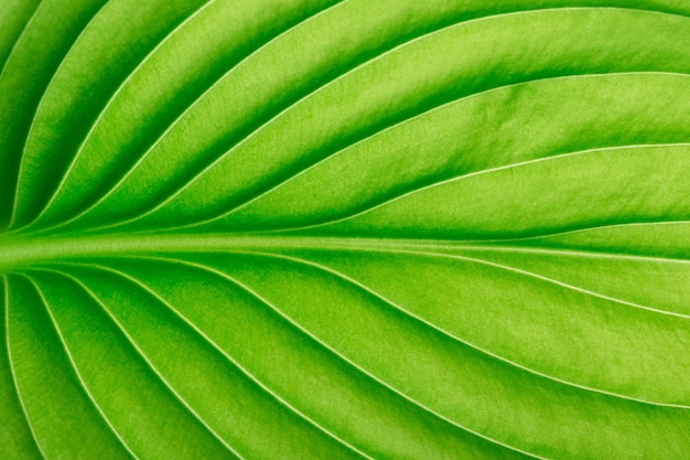 Texture d'une feuille verte comme arrière-plan