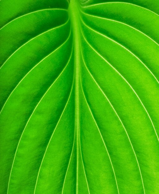 Texture d'une feuille verte comme arrière-plan