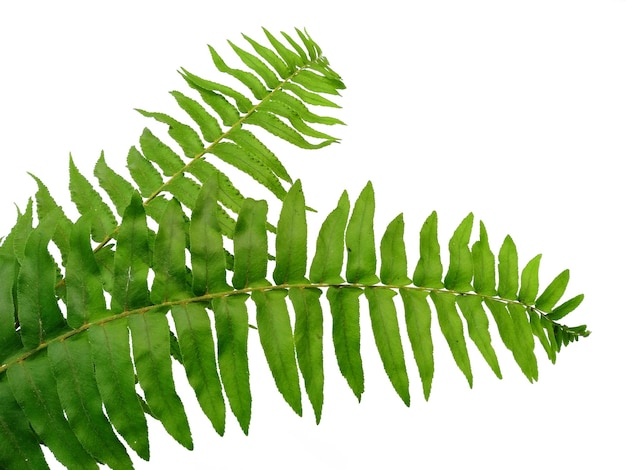 Texture de feuille verte Feuilles de Polypodiophyta vertes isolées sur fond blanc