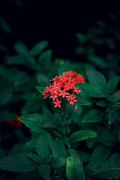 Texture de feuille verte avec fleur rouge