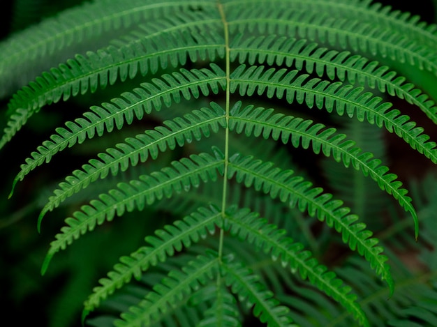 Texture de la feuille verte. Fond de nature verte.