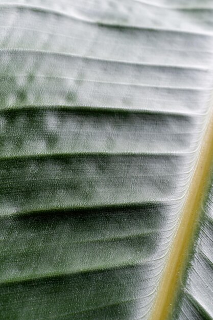 Texture de feuille verte avec fond naturel de lignes