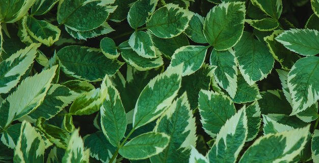 Texture de feuille verte. Fond de texture de feuille. Mise au point sélective