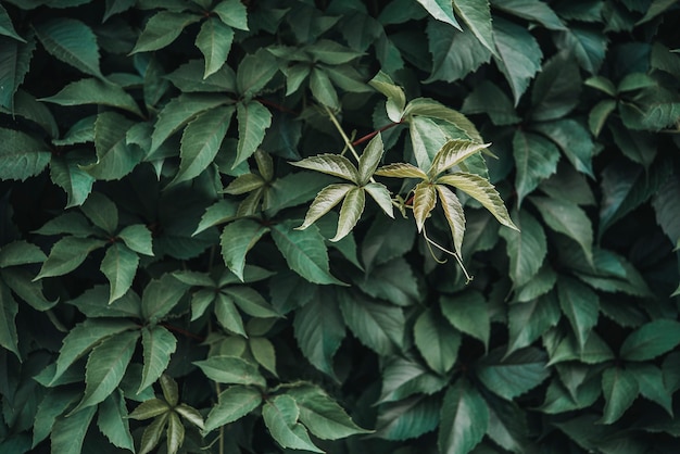 Texture de feuille verte, fond de texture de feuille. La texture naturelle des feuilles de raisins sauvages, mur vert recouvert de feuilles de vigne