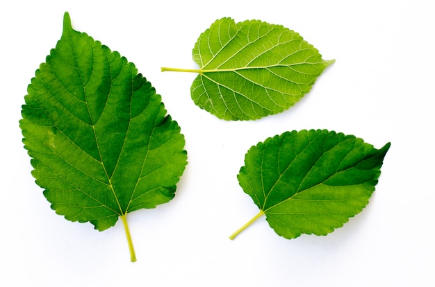 Texture de la feuille verte. Fond de texture de feuille