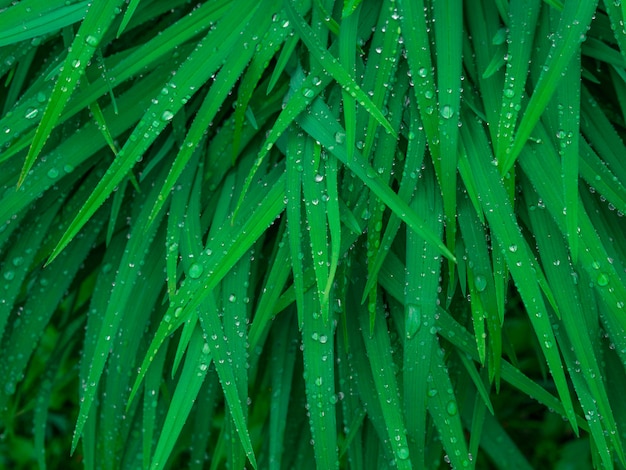 Texture de feuille verte / Fond de texture de feuille