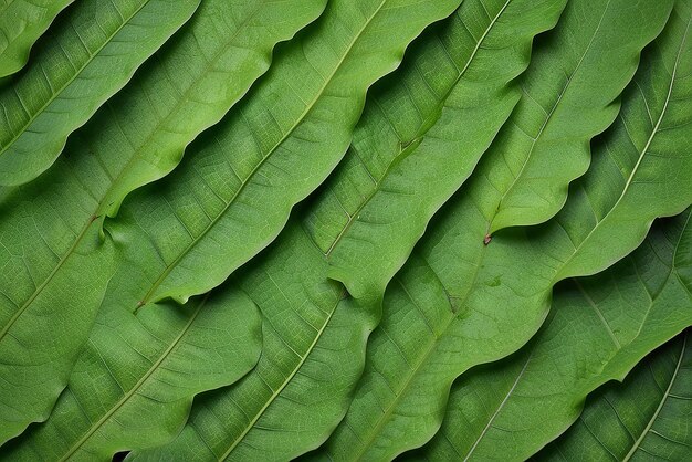 Photo texture de la feuille verte fond de texture des feuilles