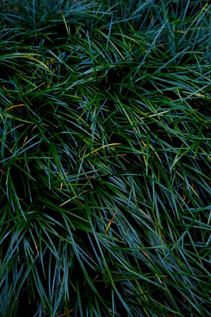 Texture de la feuille verte Fond de texture des feuilles