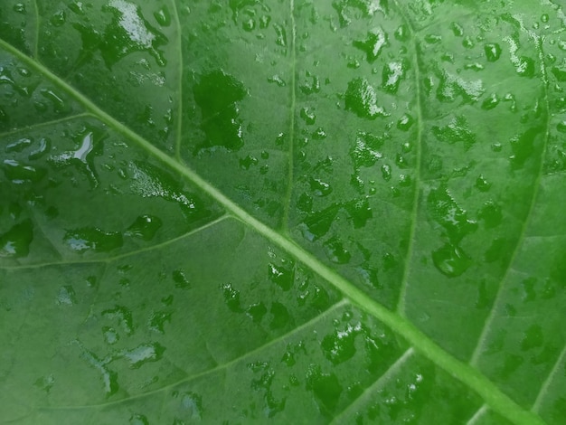 texture de feuille verte humide avec goutte d'eau