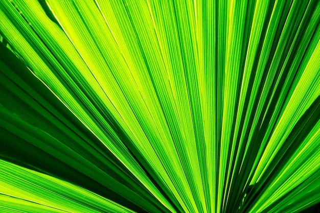 Texture de feuille verte de palmier, avec des ombres, feuille tropicale, fond de nature, gros plan