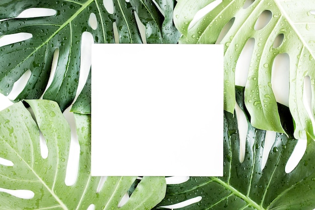 Photo texture feuille verte de palmier tropical monstera et cadre blanc avec espace de copie pour le texte sur fond blanc vue de dessus plate