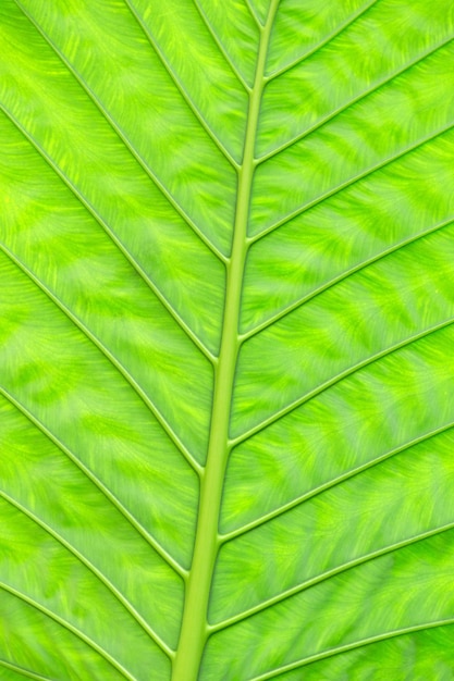 Texture de feuille verte d'une plante se bouchent