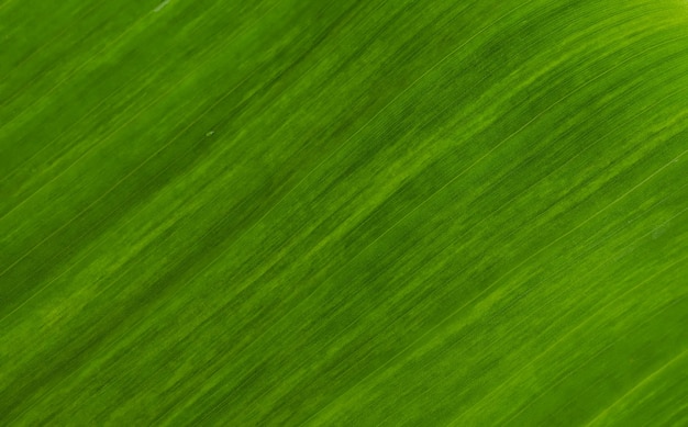 Texture de feuille verte pour fond naturel