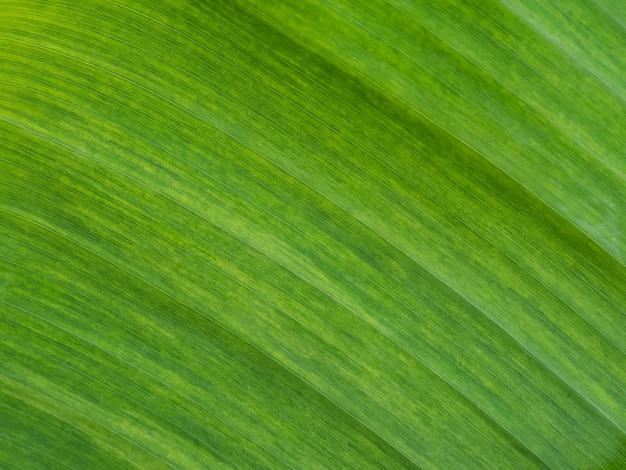 Photo texture de feuille verte pour le fond naturel