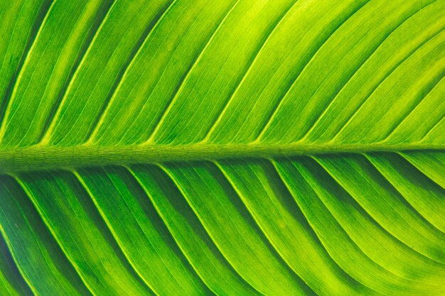 Texture d&#39;une feuille verte pour le fond