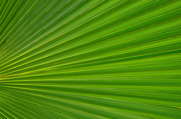 Texture de feuille verte tropicale comme arrière-plan pour la conception ou le papier peint. Feuille de palmier se bouchent. Feuilles de palmier vert. Fond naturel. Mise au point sélective.