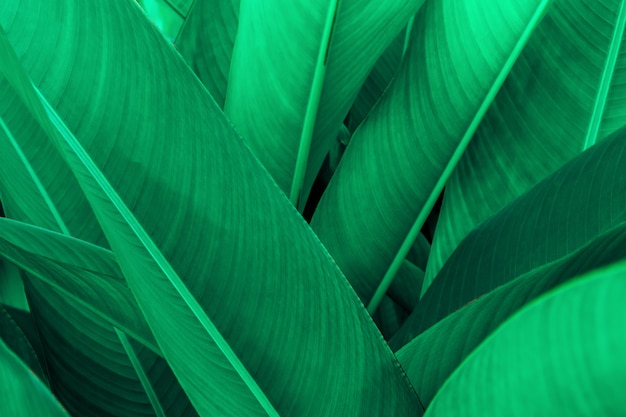 Texture de feuille verte tropicale, feuilles vertes fond nature toile de fond vert foncé, concept nature et plante tropicale