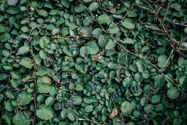 texture de la feuille verte