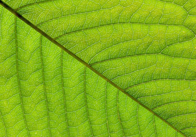 texture de la feuille verte