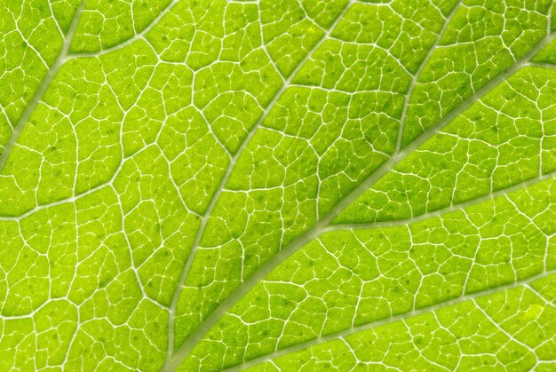 texture de la feuille verte