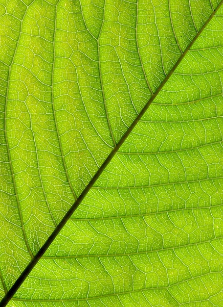 texture de la feuille verte