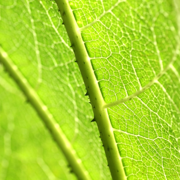 texture de la feuille verte