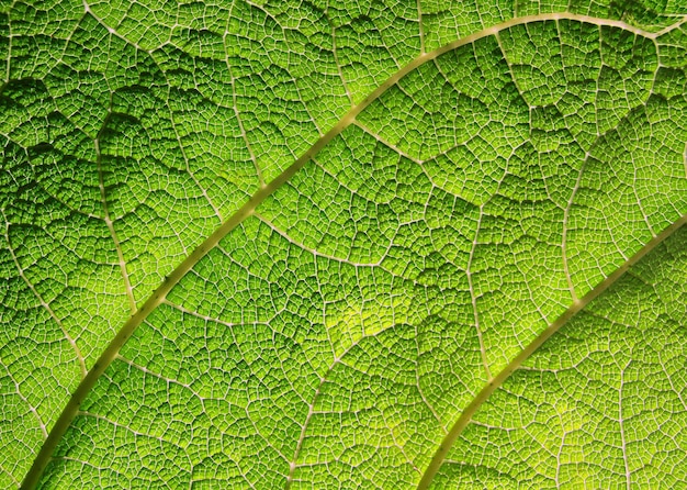 texture de la feuille verte