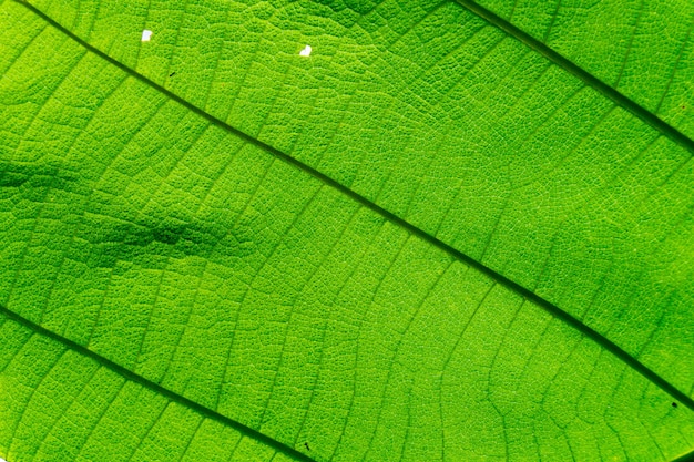 Texture de feuille verte