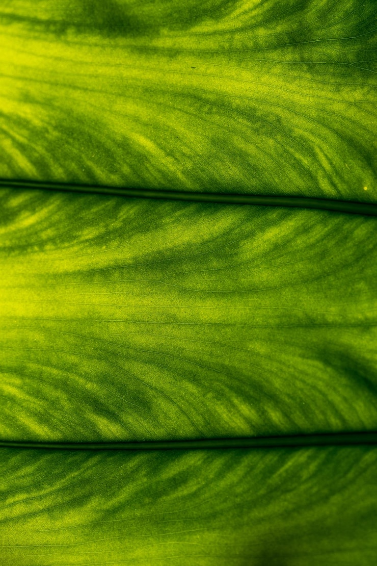 Photo texture de la feuille verte