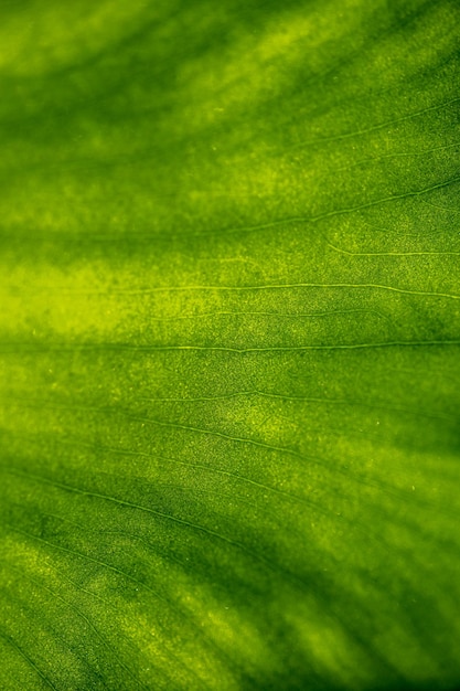 Texture de la feuille verte