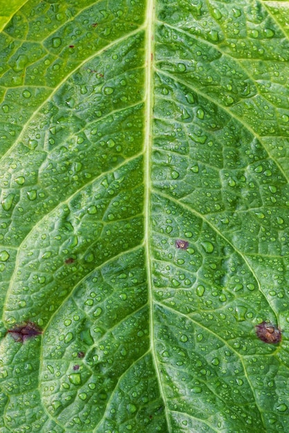 texture de la feuille verte