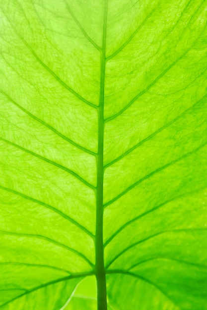 Texture de la feuille verte