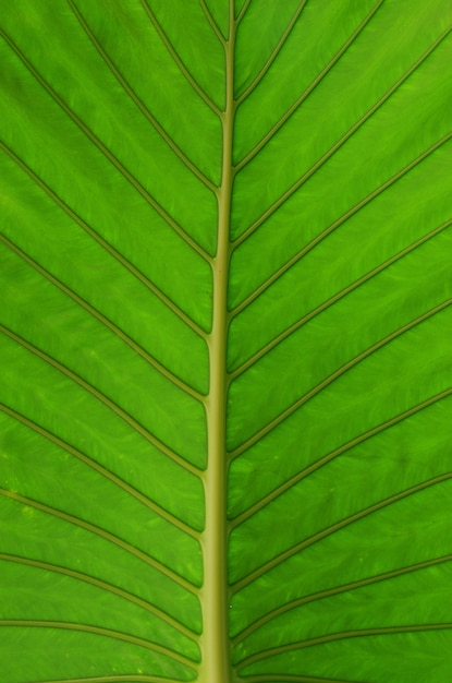 Texture de feuille verte