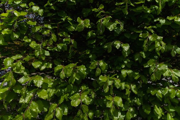 Texture des feuilles d'arbre vert frais au soleil