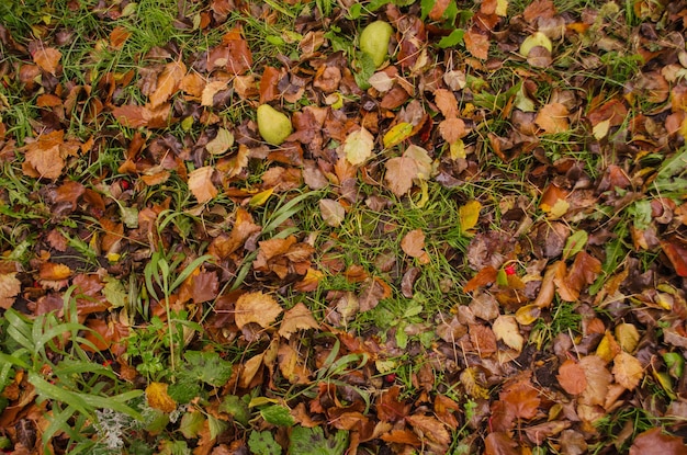 Texture des feuilles d'automne Feuilles tombantes colorées Feuilles d'automne gisant sur le sol