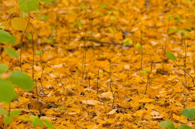 Texture des feuilles d'automne Feuilles tombantes colorées Feuilles d'automne gisant sur le sol